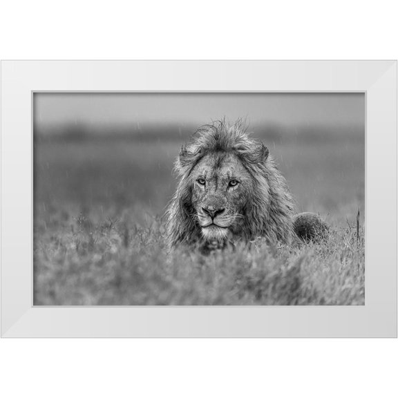 Damico, Giuseppe 14x10 White Modern Wood Framed Museum Art Print Titled - Lion