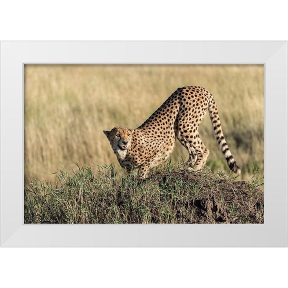Damico, Giuseppe 14x11 White Modern Wood Framed Museum Art Print Titled - Bent And AttentIVe