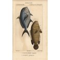 thumbnail image 1 of Damselfish, Chromis Chromis, And Climbing Percha Poster Print By ® Florilegius Mary Evans (18 X 24), 1 of 3