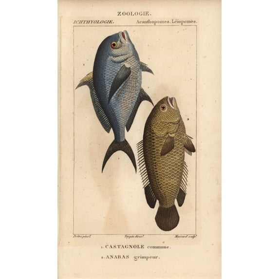 Damselfish, Chromis Chromis, And Climbing Percha Poster Print By ® Florilegius Mary Evans (18 X 24)