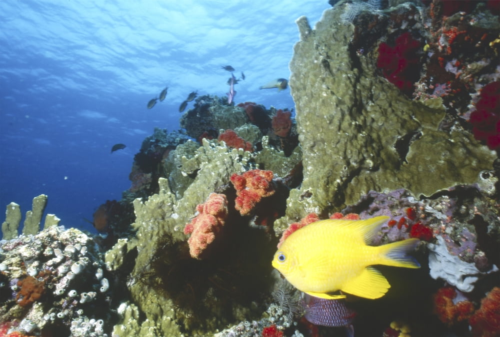 Damselfish Taveuni Island Fiji Canvas Art - Beverly FactorStocktrek Images (17 x 12)
