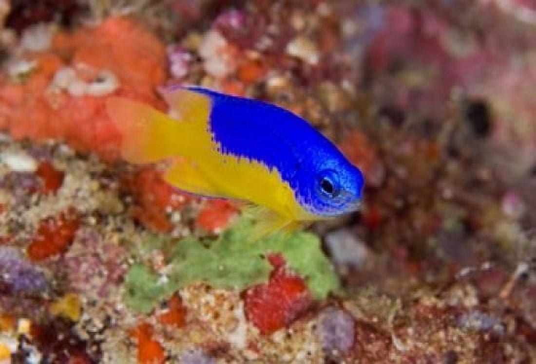 Damselfish and coral reef Canvas Art - Jaynes Gallery DanitaDelimont (36 x 24)