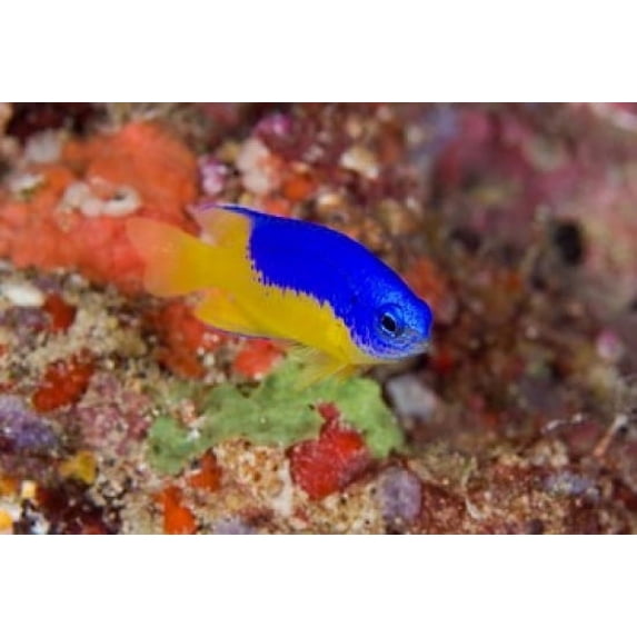 Damselfish and coral reef Poster Print by Jaynes Gallery (36 x 24)