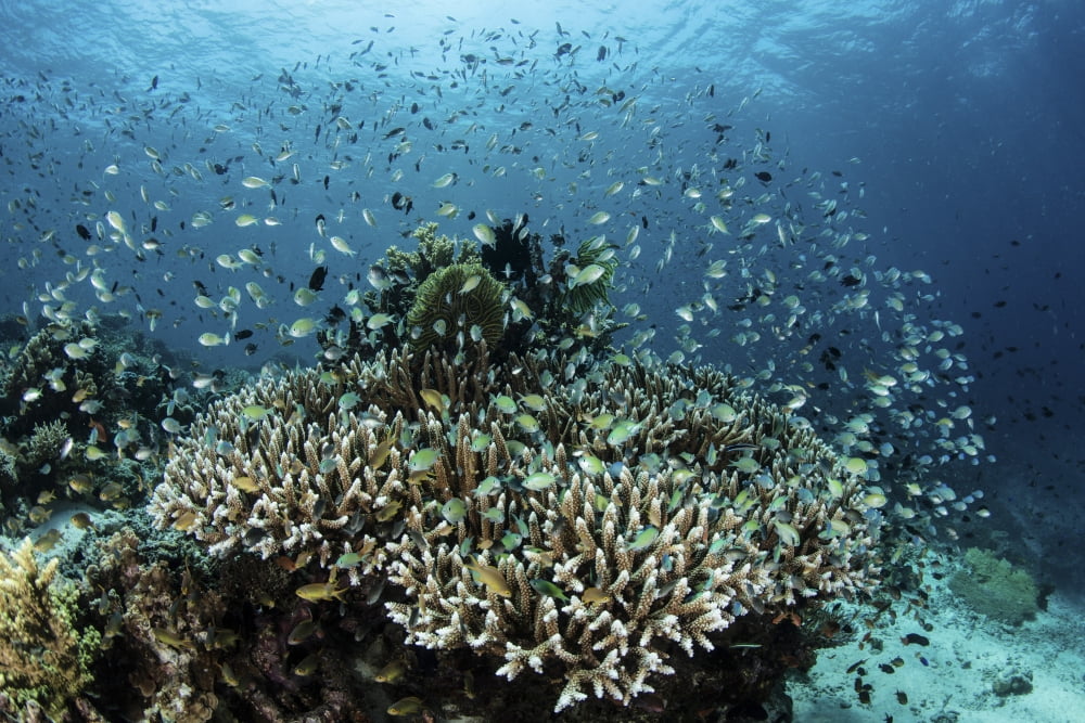 Damselfish swim above corals in Komodo National Park Indonesia Canvas Art - Ethan DanielsStocktrek Images (17 x 12)