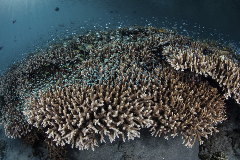 Damselfish swim above corals in Komodo National Park Indonesia Canvas Art - Ethan DanielsStocktrek Images (17 x 12)