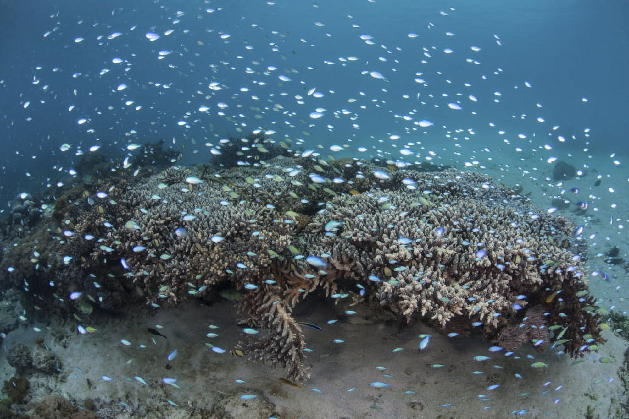 Damselfish swim above corals in Komodo National Park Indonesia Canvas Art - Ethan DanielsStocktrek Images (34 x 23)