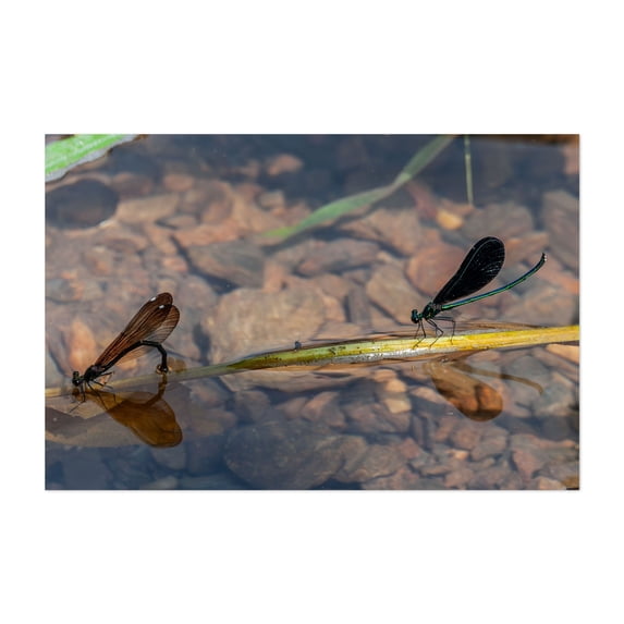 Damselflies on a Summer Afternoon - York Pennsylvania Photography Insect Dragonfly Nature Wildlife Aquatic Scenic Water Unframed Wall Art Print 32 x 48 inches