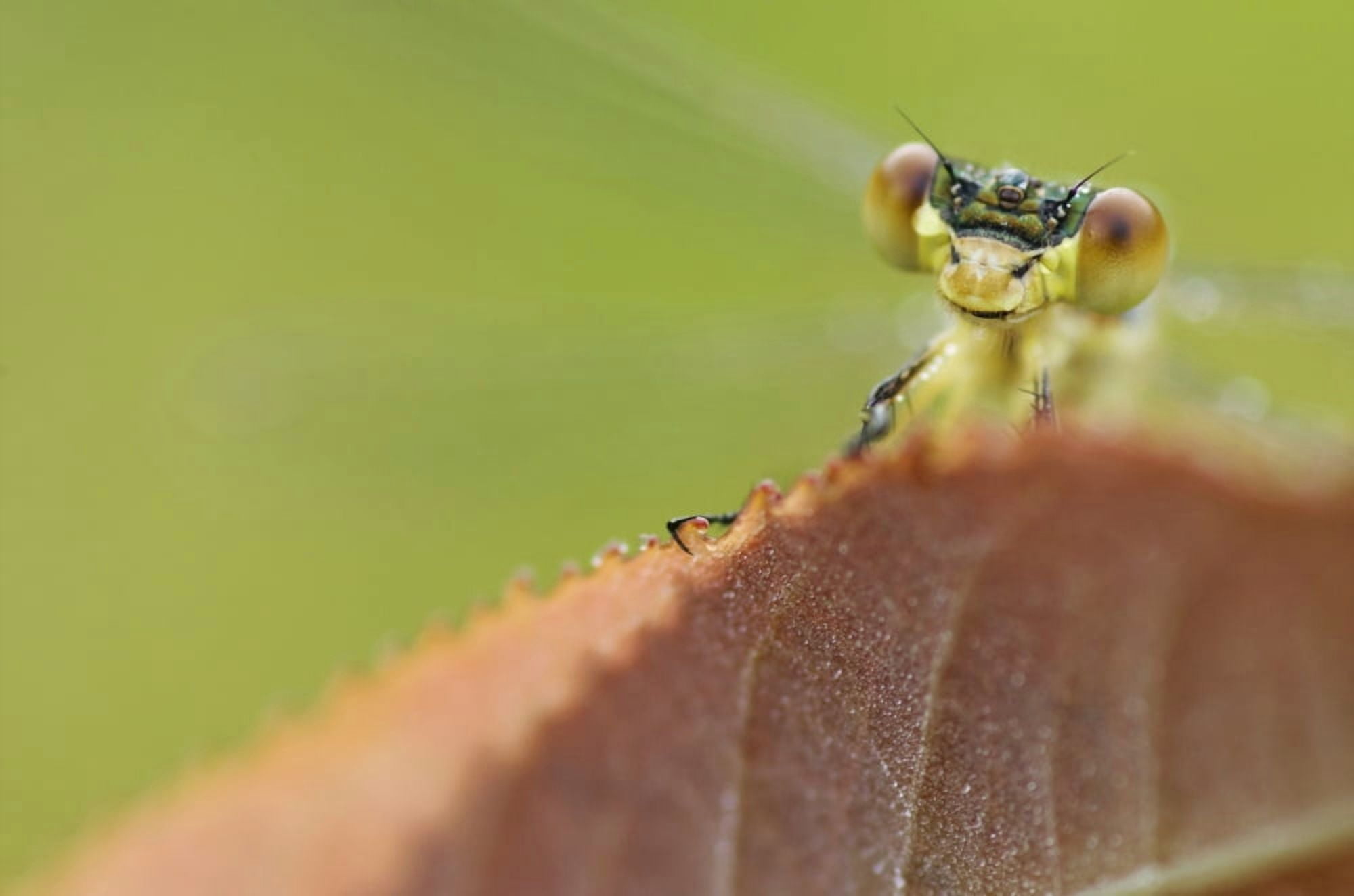 Damselfly perched on a leaf Les Cedres Quebec Canada Canvas Art - Steeve Marcoux Design Pics (19 x 12)