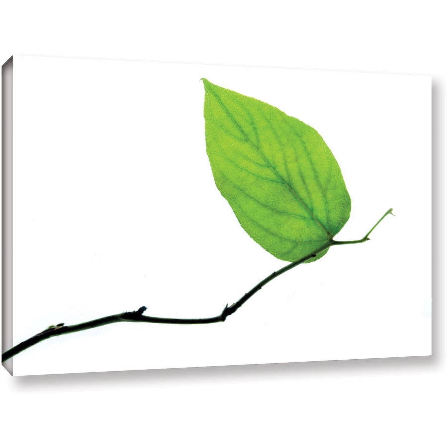 Dan Holm "Lone Leaf" Gallery-Wrapped Canvas