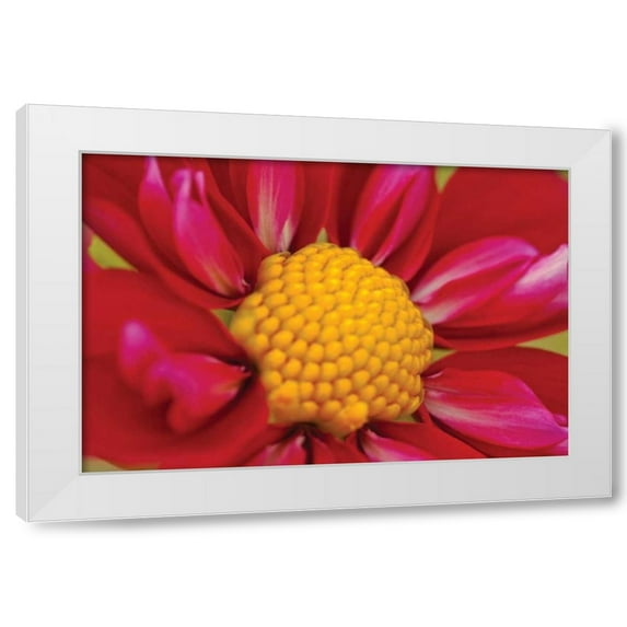 Dana Styber 14x11 White Modern Wood Framed Wall Art Titled - Starburst II