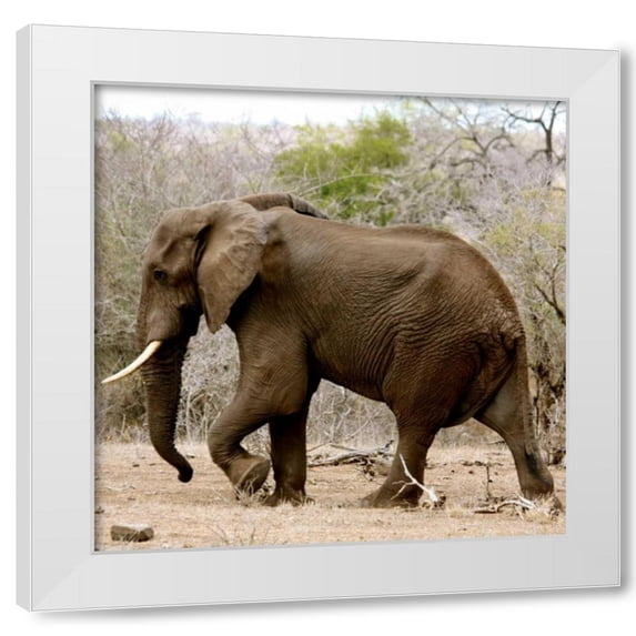 Dana Underdahl 12x12 White Modern Wood Framed Wall Art Titled - Elephant II