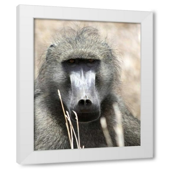 Dana Underdahl 12x14 White Modern Wood Framed Wall Art Titled - Baboon Portrait I