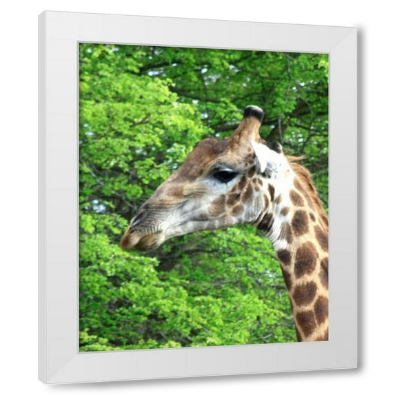 Dana Underdahl 12x14 White Modern Wood Framed Wall Art Titled - Giraffe III