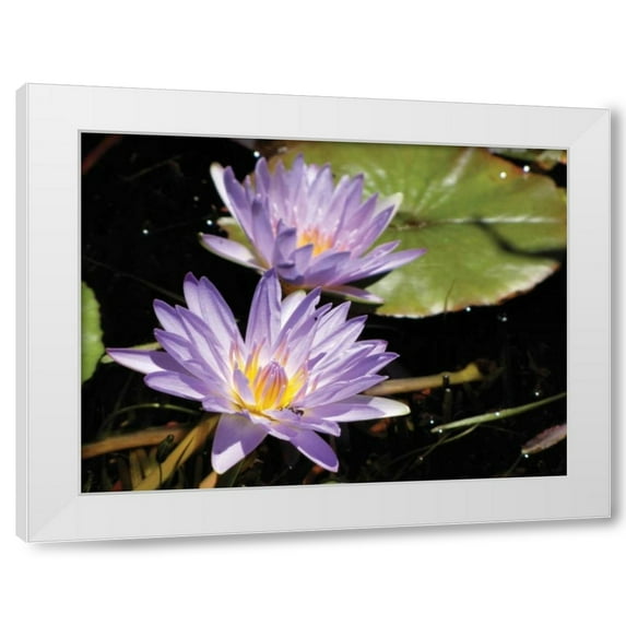 Dana Underdahl 14x12 White Modern Wood Framed Wall Art Titled - Violet Water Lily I