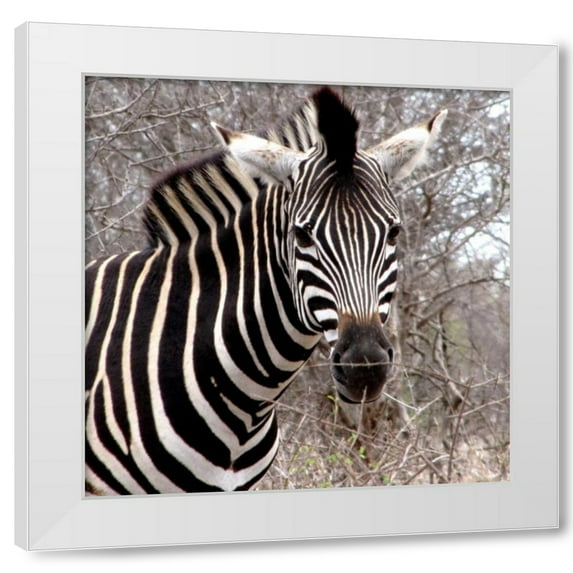 Dana Underdahl 15x15 White Modern Wood Framed Wall Art Titled - Safari Zebra IV