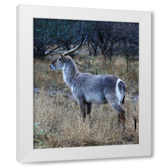 Dana Underdahl 15x18 White Modern Wood Framed Wall Art Titled - Waterbuck I