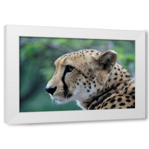 Dana Underdahl 18x13 White Modern Wood Framed Wall Art Titled - Cheetah II