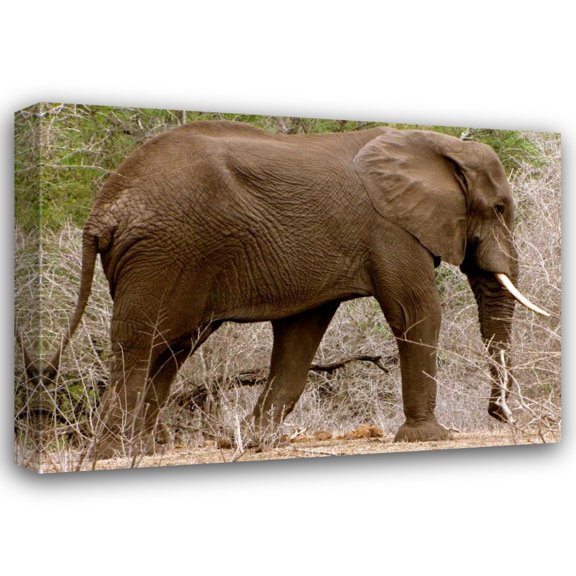 Dana Underdahl 18x14 Gallery Wrapped Canvas Wall Art Titled - Elephant I