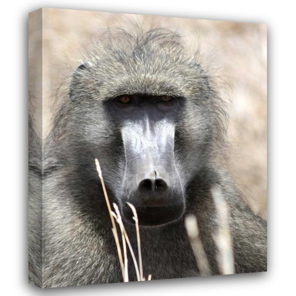 Dana Underdahl 20x24 Gallery Wrapped Canvas Wall Art Titled - Baboon Portrait I