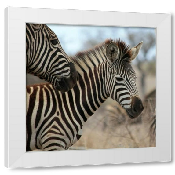 Dana Underdahl 26x26 White Modern Wood Framed Wall Art Titled - Zebra Baby I