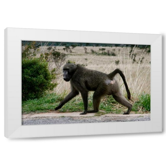 Dana Underdahl 32x23 White Modern Wood Framed Wall Art Titled - Baboon V