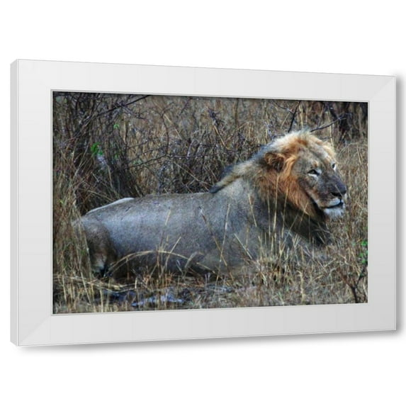 Dana Underdahl 32x24 White Modern Wood Framed Wall Art Titled - Resting Lion I