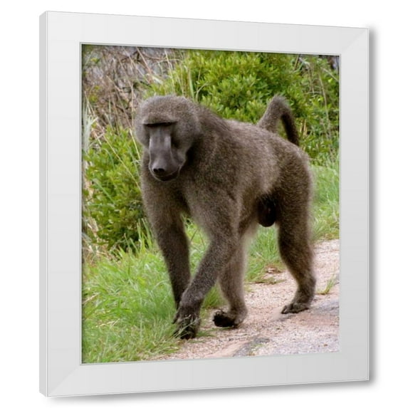 Dana Underdahl 4x24 White Modern Wood Framed Wall Art Titled - Baboon II