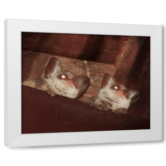 Dana Underdahl 4x24 White Modern Wood Framed Wall Art Titled - Bushbaby I