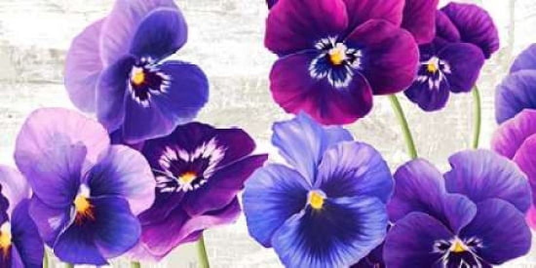 Dance of Pansies Canvas Art - Jenny Thomlinson (10 x 20)