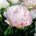 thumbnail image 1 of Danceline Double Late Tulip 7 Bulbs - 12/+ cm Bulbs, 1 of 4
