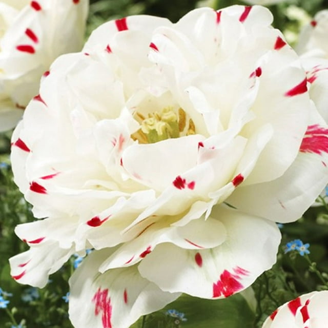 Danceline Double Tulip Flower Bulbs 10 Bulbs per Pack Good as Cut