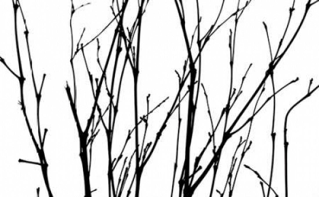 Dancing Branches II Canvas Art - Monika Burkhart (12 x 18)