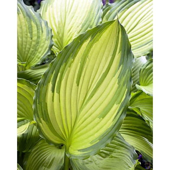 Dancing Darling Hosta - Golden Yellow Leaves - Quart Pot