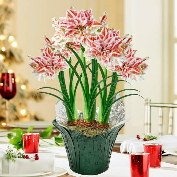 Dancing Queen Pink and White Flowering Amaryllis (Hippaestrum) 3 Bulb Gift Kit, Planted in a Foil Wrapped 9 inch Pot