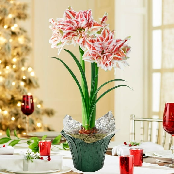 Dancing Queen Pink and White Flowering Amaryllis (Hippaestrum) Bulb Gift Kit, Planted in a Foil Wrapped 6 inch Pot