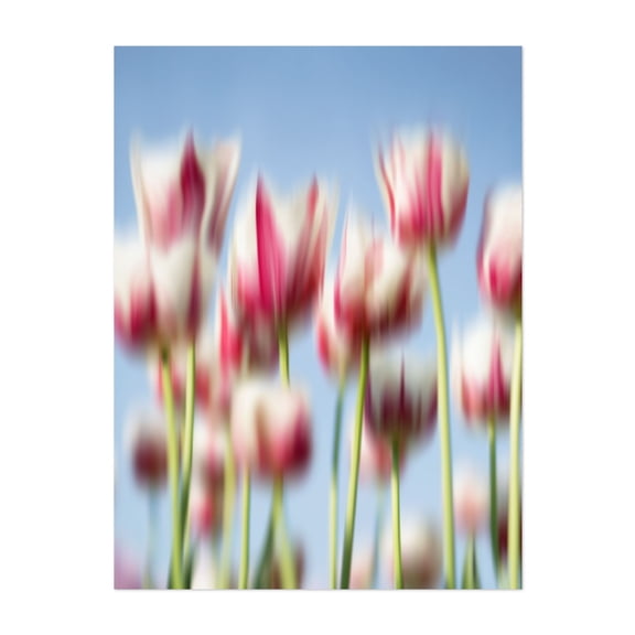 Dancing Tulips - Netherlands Photography Floral Flowers Abstract Nature Botanical Pastel Unframed Wall Art Print 36 x 48 inches