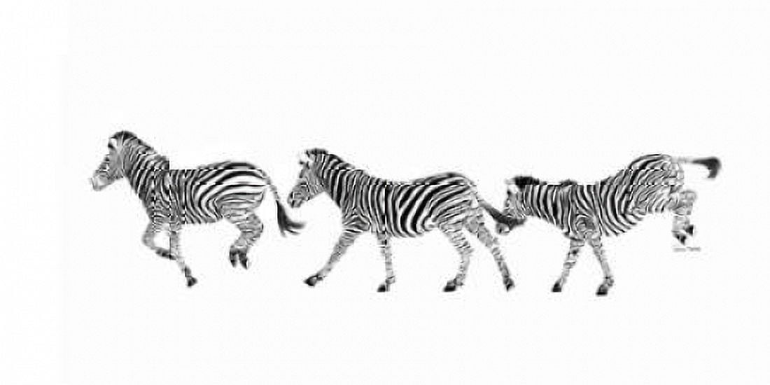 Dancing Zebras Canvas Art - Ramona Murdock (10 x 20)