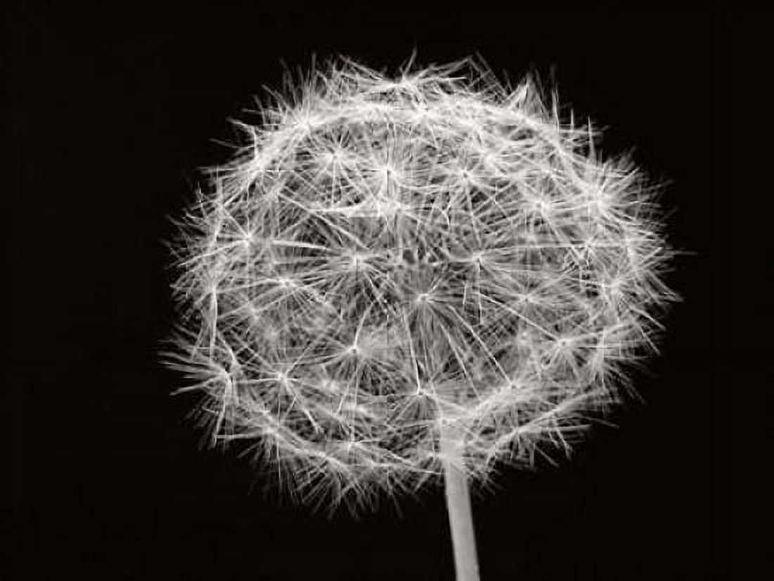 Dandelion 1 Canvas Art - Jim Christensen (18 x 24)