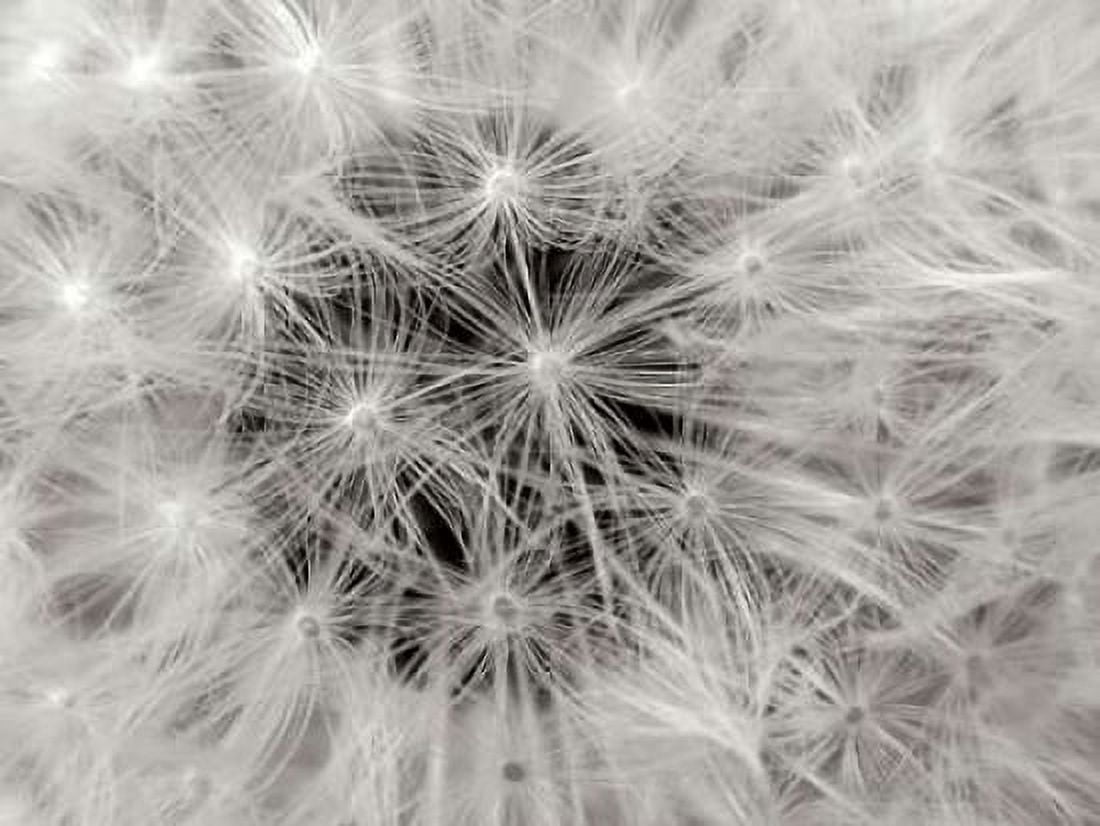 Dandelion 2 Canvas Art - Jim Christensen (18 x 24)