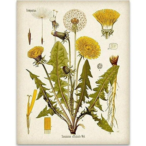 Dandelion Botanical Illustration - 11x14 Unframed Art Print - Great Home Decor and Gift for Nature Lovers