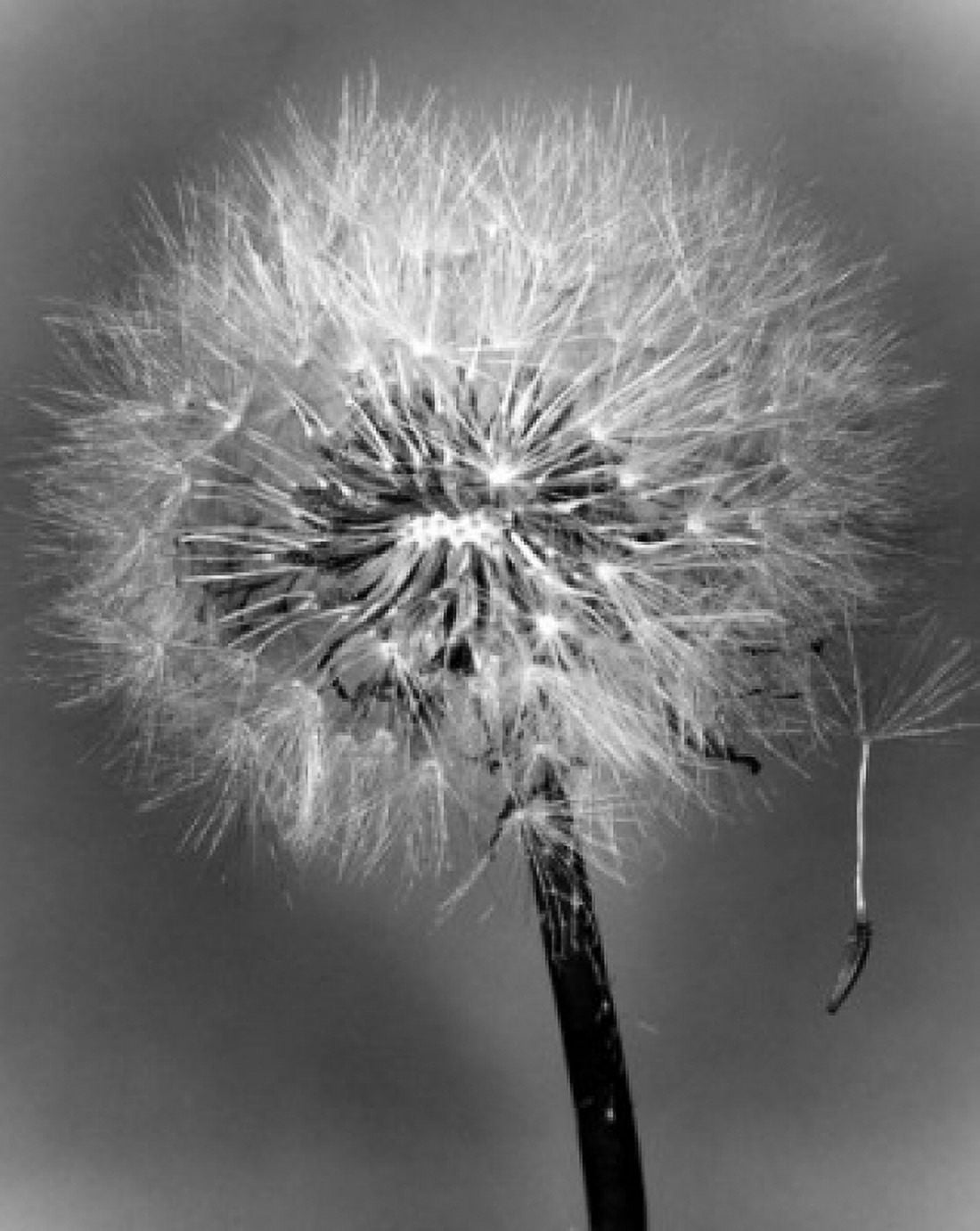 Dandelion Canvas Art - (24 x 36)