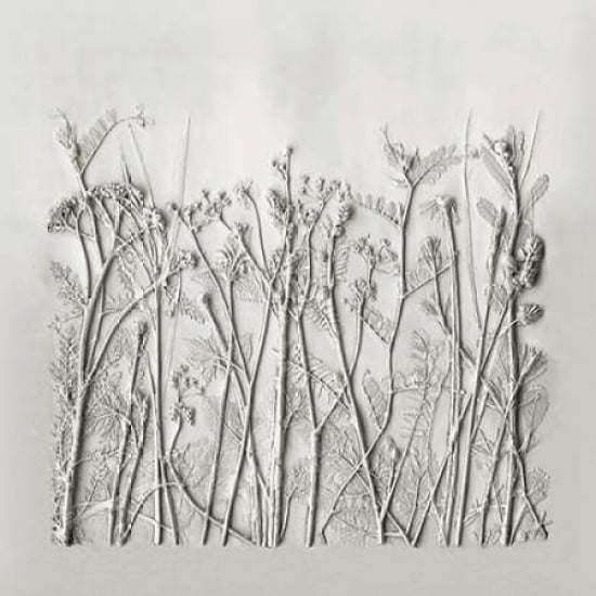 Dandelion-Daisy-Yarrow-Vetch Canvas Art - Rachel Dein (24 x 24)