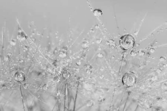 Dandelion Dew BandW II Canvas Art - Cora Niele (12 x 18)