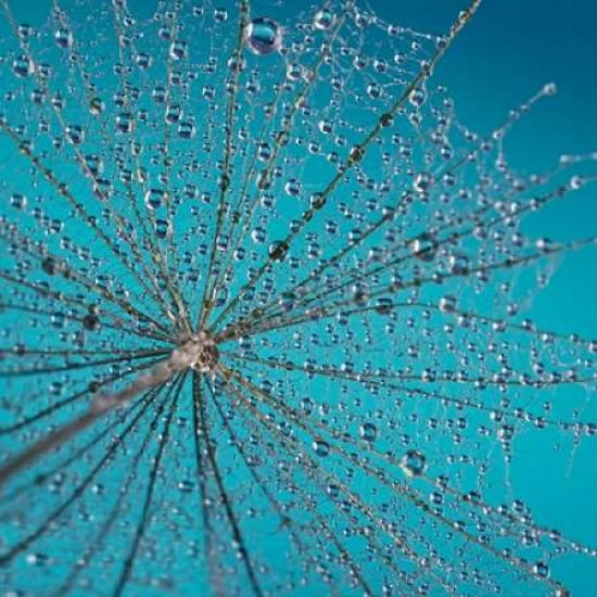 Dandelion Dew Canvas Art - Cora Niele (24 x 24)