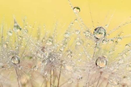 Dandelion Dew III Canvas Art - Cora Niele (12 x 18)
