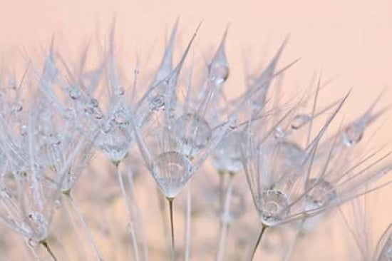 Dandelion Dew IV Canvas Art - Cora Niele (12 x 18)