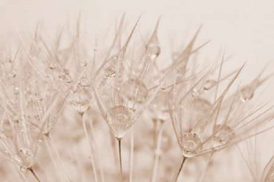 Dandelion Dew Sepia Canvas Art - Cora Niele (12 x 18)