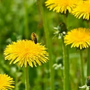 Dandelion Drought Tolerant Herb Garden Plant Seed For Xeriscape Landscaping - 10000 Seeds