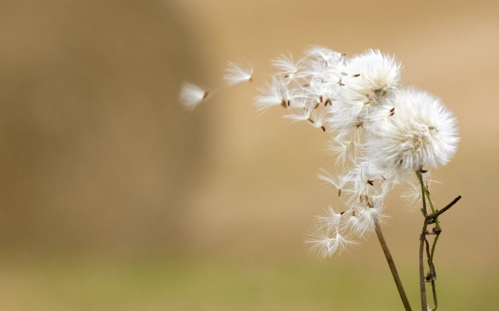 Dandelion Fluff Canvas Art - John Short Design Pics (38 x 24)