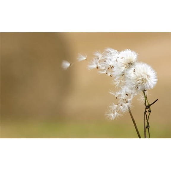 Dandelion Fluff Poster Print, Large - 38 x 24